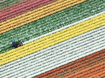 Rough Guide to The Netherlands